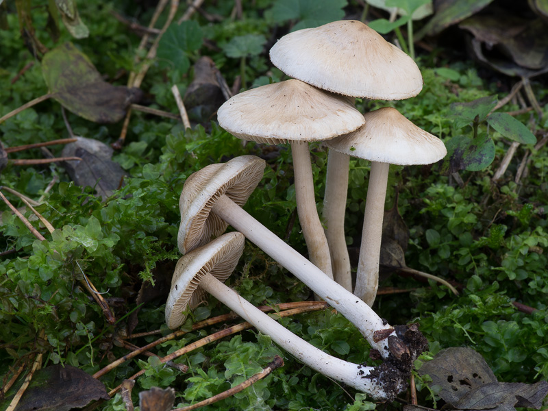 Inocybe sindonia